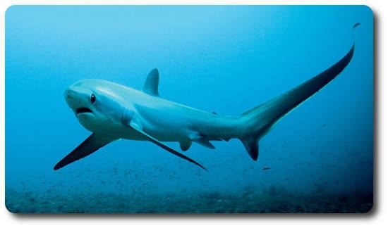 Thresher shark Learn Some Amazing Thresher Shark Facts Right Here Shark Sider