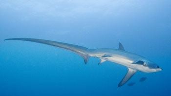 Thresher shark Shark Diving in Malapascua with Thresher Sharks