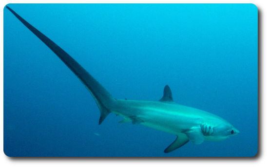 Thresher shark Learn Some Amazing Thresher Shark Facts Right Here Shark Sider