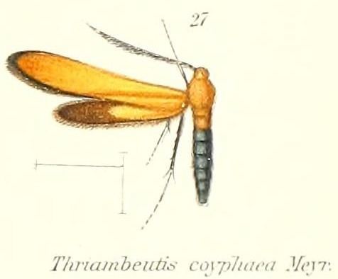 Thriambeutis coryphaea