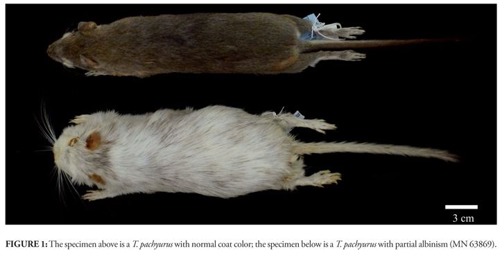 Thrichomys First report of partial albinism in genus Thrichomys Rodentia