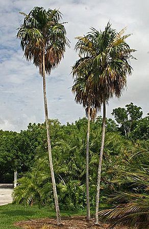 Thrinax Thrinax radiata Palmpedia Palm Grower39s Guide