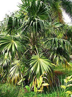 Thrinax Thrinax parviflora Palmpedia Palm Grower39s Guide