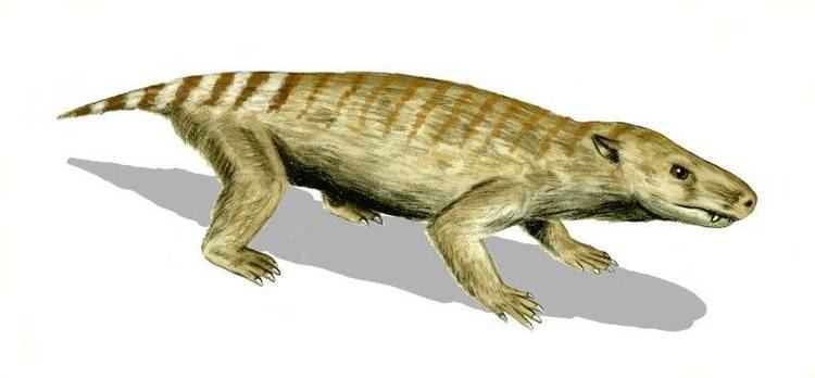 Thrinaxodon Thrinaxodon Transition Species in Natural History Pinterest