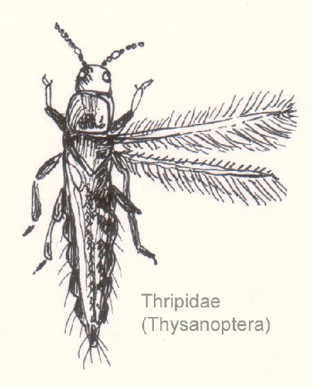 Thripidae Thripidae Wikipedia