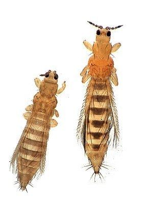 Thripidae Thripidae Wikipdia