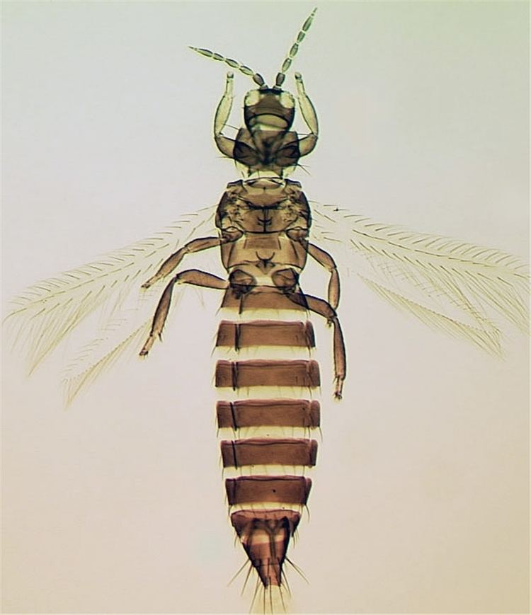 Thripidae Thripidae Identification Identifying Thrips World Thysanoptera