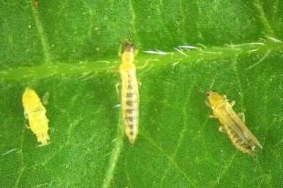 Thrips Thrips how to control these plant pests