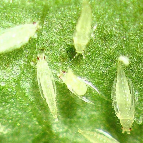 Thrips How to Get Rid of Thrips Planet Natural