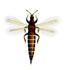 Thrips httpsprojectsncsueducalscourseent425image