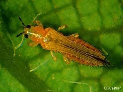 Thrips Thrips ePlants Wholesale Nurseries