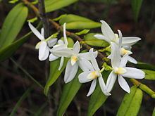 Thrixspermum calceolus httpsuploadwikimediaorgwikipediacommonsthu