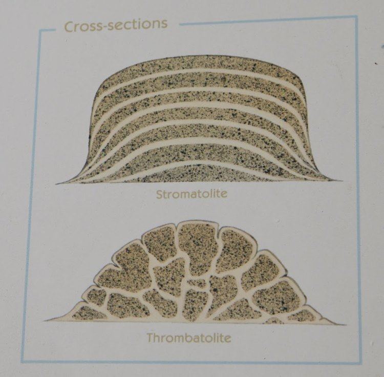 Thrombolite sunnyrain Stromatolites and Thrombolites