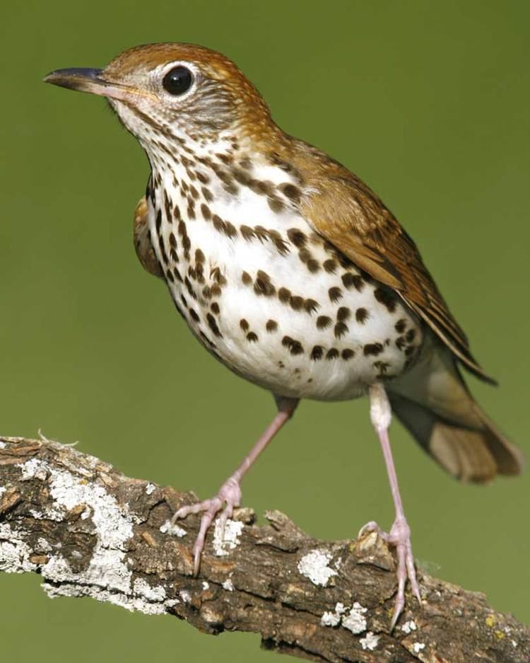 Thrush (bird) Wood Thrush Audubon Field Guide