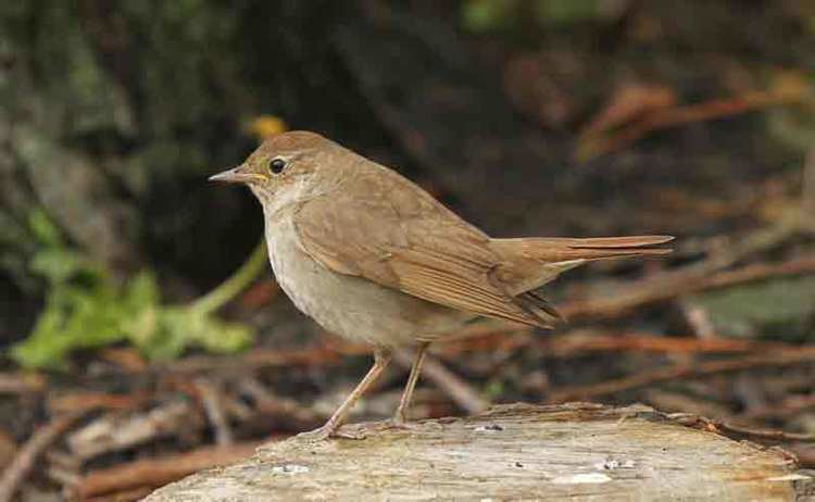 Thrush nightingale Surfbirds Online Photo Gallery Search Results