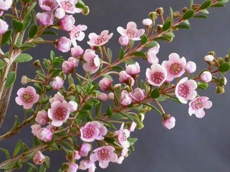 Thryptomene Saxicola Thryptomene Thryptomene Flowers and Fillers Flowers