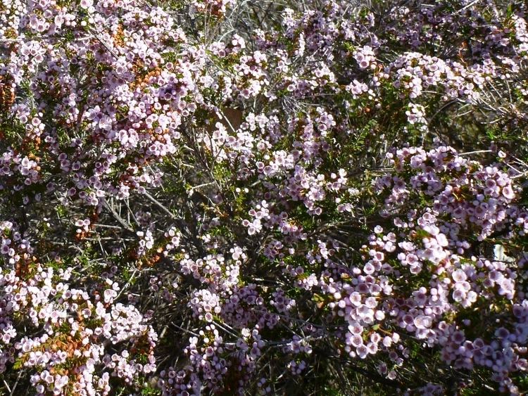 Thryptomene saxicola Thryptomene saxicola 39FC Payne39 Gardening With Angus
