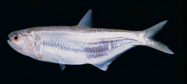 Thryssa Fish Identification