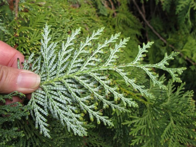 Thuja koraiensis A fun and easy way to remember 39Thuja koraiensis39 in Plants trees