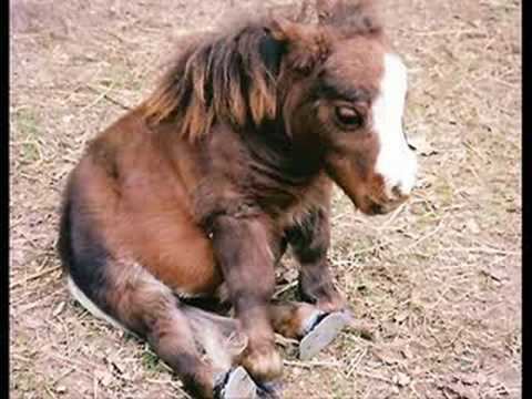 Thumbelina (horse) thumbelina YouTube