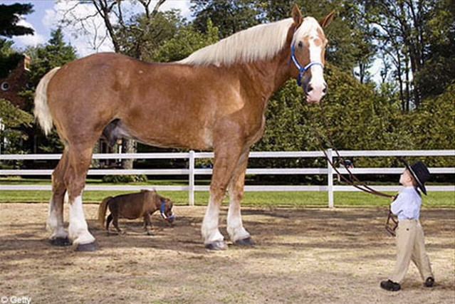 Thumbelina (horse) Thumbelina The Mini Horse Is Sure To Gallop Right Into Your Heart