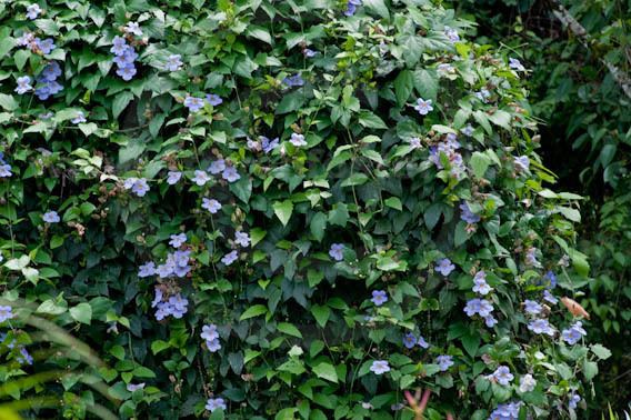Thunbergia grandiflora Images of Thunbergia grandiflora Sky Flower Blue Trumpet Vine
