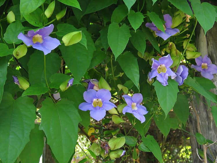Thunbergia grandiflora Thunbergia grandiflora Thunbergia azul Trepadoras Ornamentales