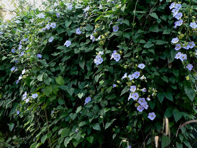 Thunbergia grandiflora Blue trumpet vine blue sky blue bengal Thunbergia grandiflora