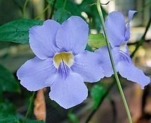 Thunbergia laurifolia httpsuploadwikimediaorgwikipediacommonsthu