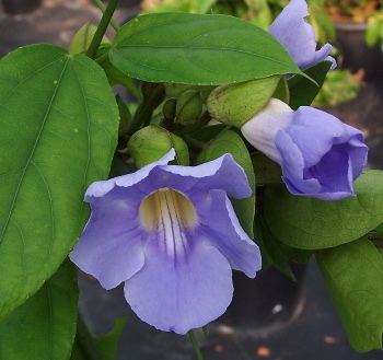 Thunbergia laurifolia Kartuz Greenhouses Thunbergia laurifolia