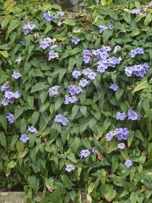 Thunbergia laurifolia Thunbergia laurifolia Sky Flower Blue Trumpet Vine Laurel Leaf