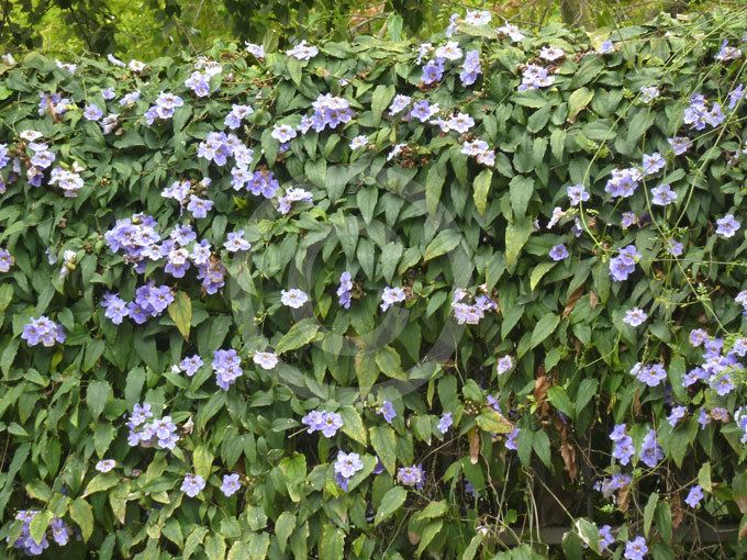 Thunbergia laurifolia Thunbergia laurifolia Sky Flower Blue Trumpet Vine Laurel Leaf