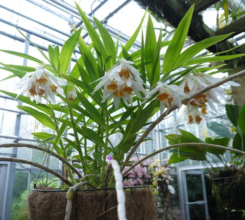 Thunia The Orchid Column Thunia marshalliana
