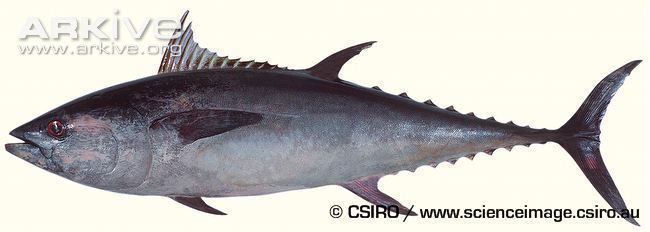 Thunnus Longtail tuna videos photos and facts Thunnus tonggol ARKive