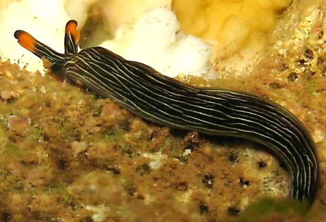 Thuridilla Sea slug Thuridilla bayeri gracilis Reunion island Indian Ocean