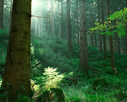 Thuringian Forest wwwdestination360comeuropegermanyimagessthu
