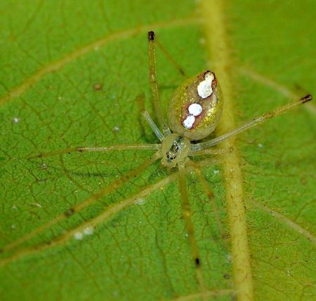 Thwaitesia argentiopunctata Theridiidae Scaffold web cobweb weavers or combfooted spiders