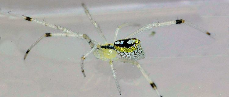 Thwaitesia argentiopunctata Thwaitesia argentiopunctata known as the sequined spider mirror