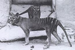 Thylacine Thylacine Wikipedia