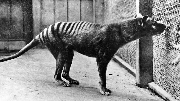 Thylacine Thylacine witness statements released The Examiner
