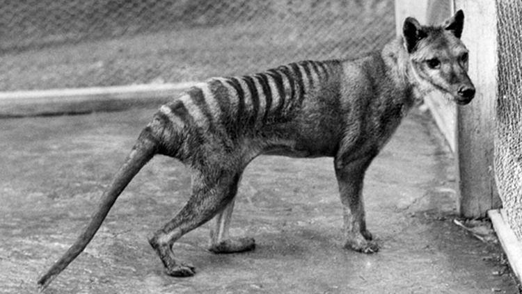 Thylacine Thylacine bit cameraman on buttocks Australian Geographic