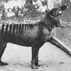 Thylacine Extinction of thylacine National Museum of Australia