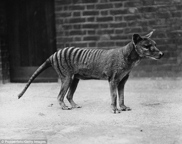 Thylacine Thylacine thought to be extinct 39caught on camera39 in a South