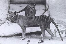 Thylacinidae httpsuploadwikimediaorgwikipediacommonsthu