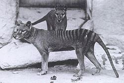 Thylacinus Thylacinus Wikipedia