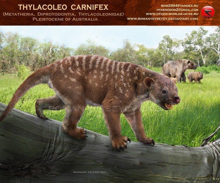 Thylacoleo Thylacoleo Facts and Pictures