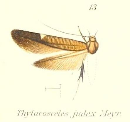 Thylacosceles