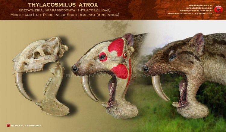 Thylacosmilus Thylacosmilus Facts and Pictures