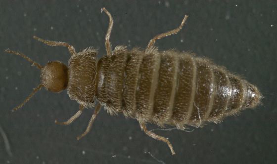 Thylodrias ID Thylodrias contractus BugGuideNet