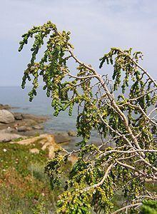 Thymelaea httpsuploadwikimediaorgwikipediacommonsthu